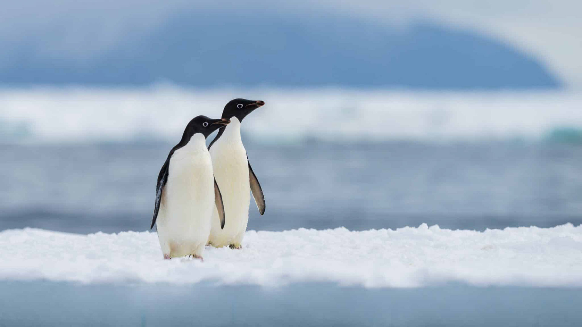 Adelie penguins at Cape Adare, Antarctica, shutterstock Adelie penguins at Cape Adare, Antarctica, shutterstock