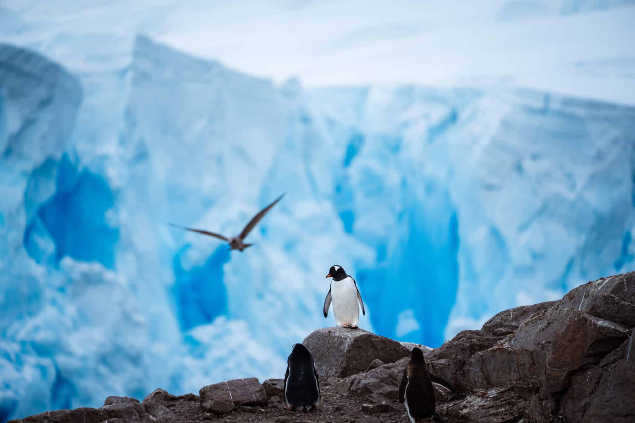 Gentoo Penguin, Neko Harbour, Antarctica, Tyson Mayr Gentoo Penguin, Neko Harbour, Antarctica, Tyson Mayr