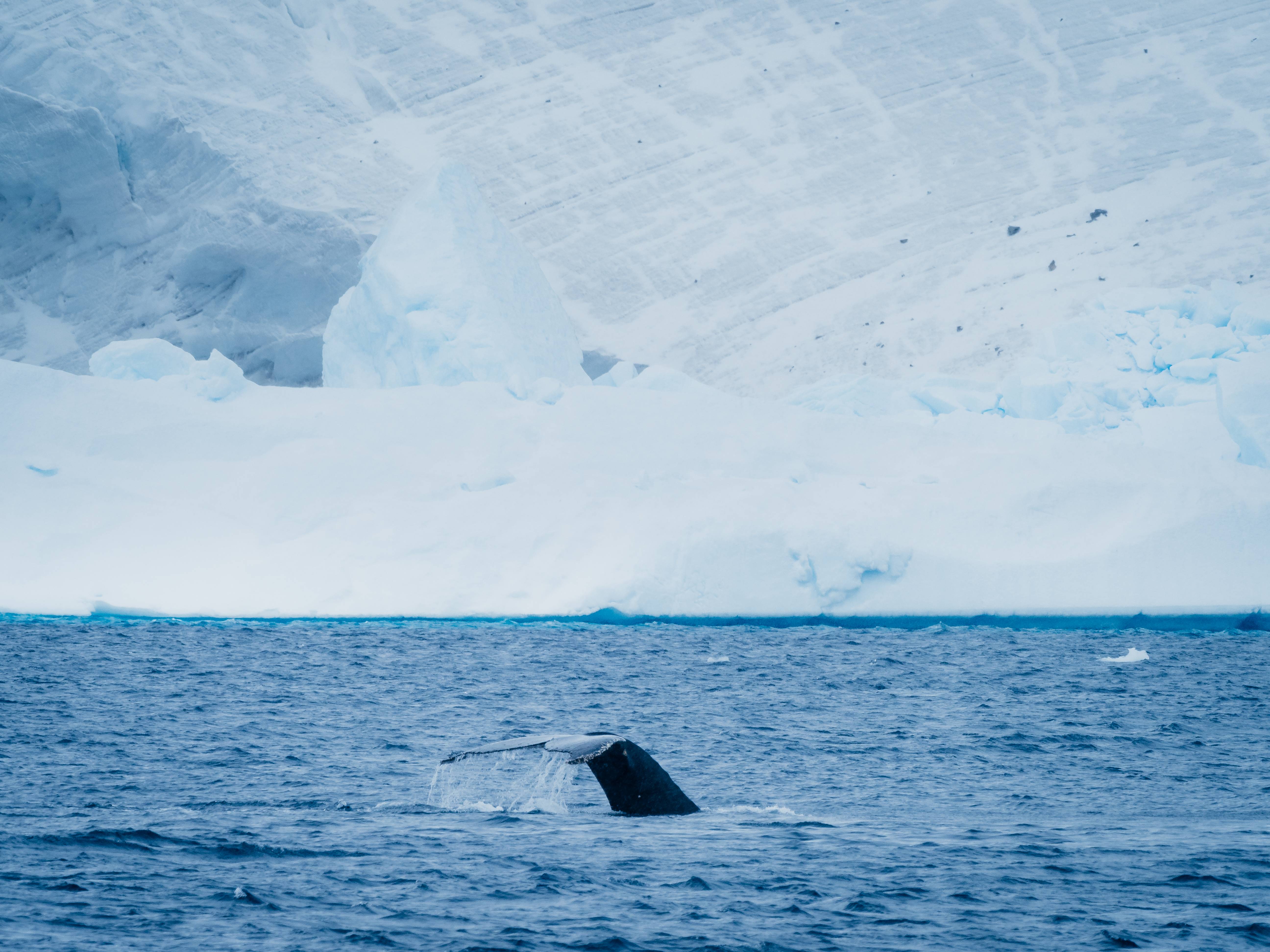 Humpback Whale Diving, Portal Point, Antarctica, Matt Horspool Humpback Whale Diving, Portal Point, Antarctica, Matt Horspool