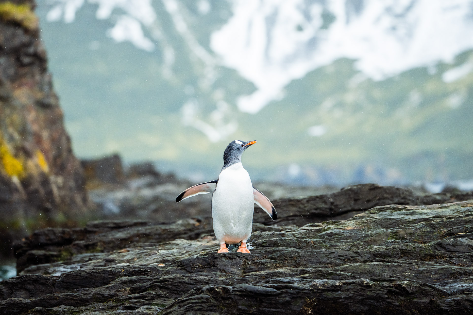 Gentoo Penguin, Salisbury Plain, South Georgia, Tyson Mayr Gentoo Penguin, Salisbury Plain, South Georgia, Tyson Mayr