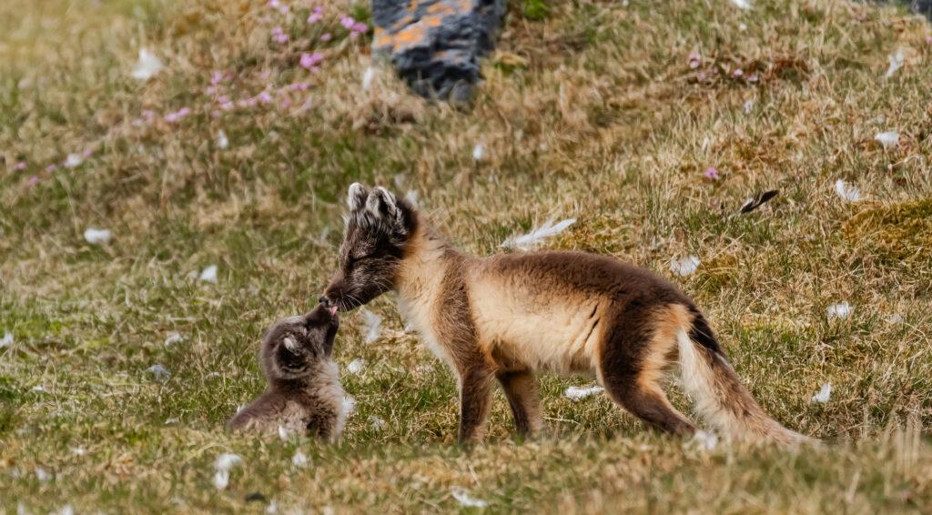 Your Guide to Arctic Foxes in Iceland
