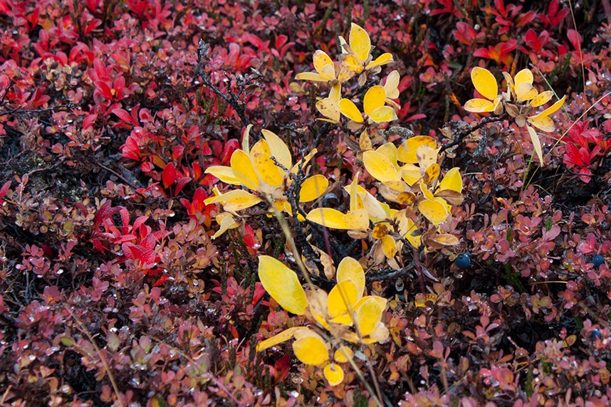 Arctic billberry