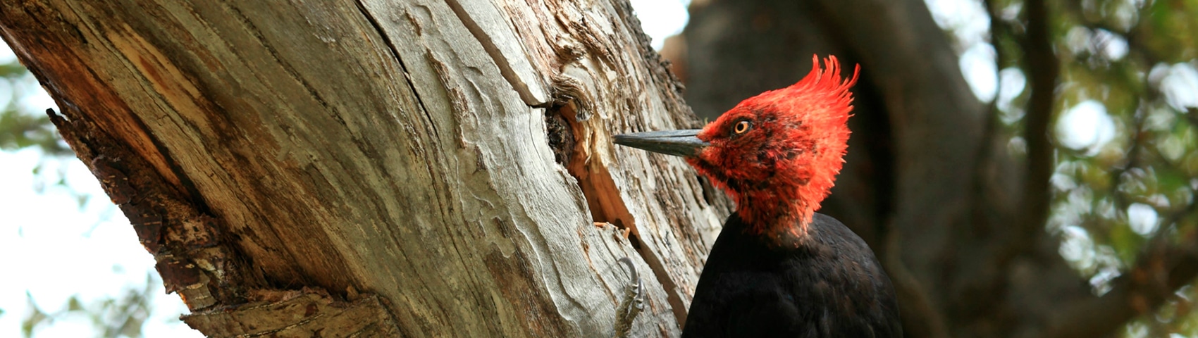 Birds of Patagonia: A Guide to Patagonian Avian Wonders