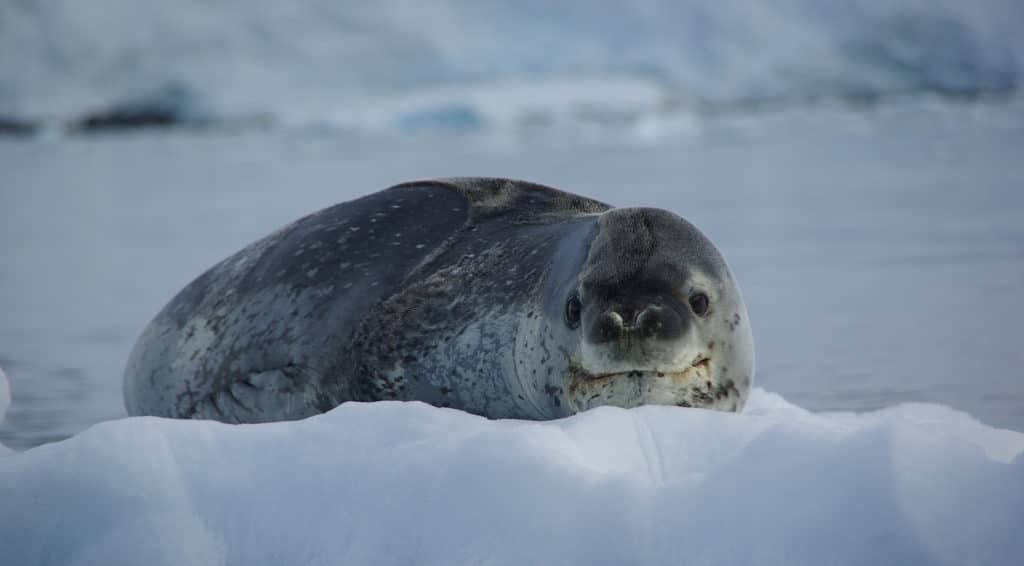 Are Seals Endangered In Antarctica? | Aurora Expeditions