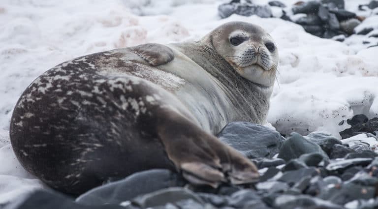 Are Seals Endangered In Antarctica? | Aurora Expeditions