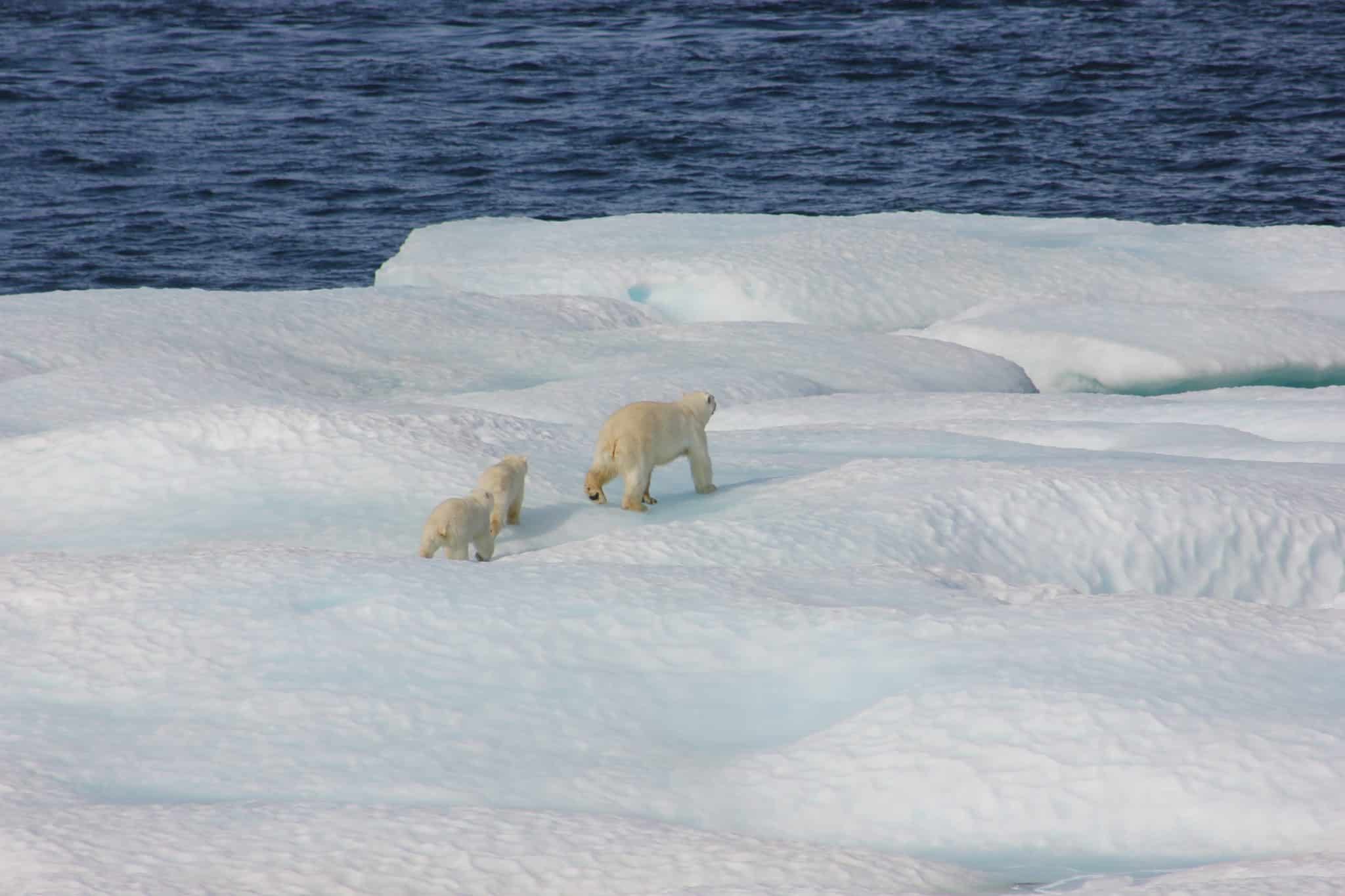 Polar bear mother and cubs