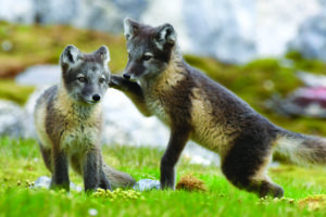 Arctic Fox Facts & Information Guide - Aurora Expeditions™