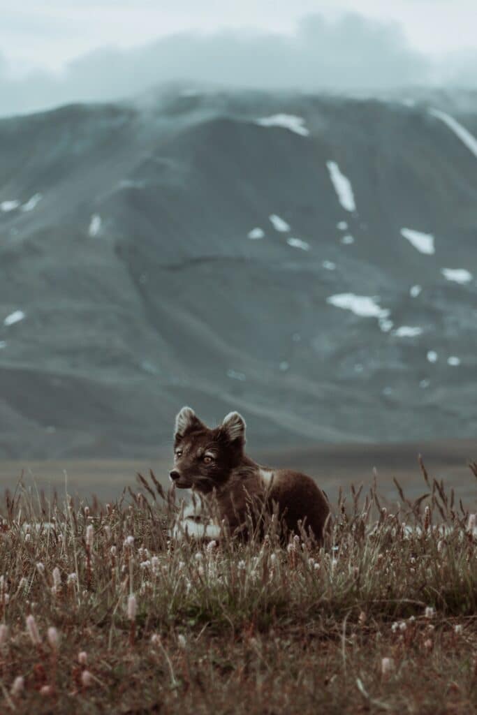 svalbard island tours