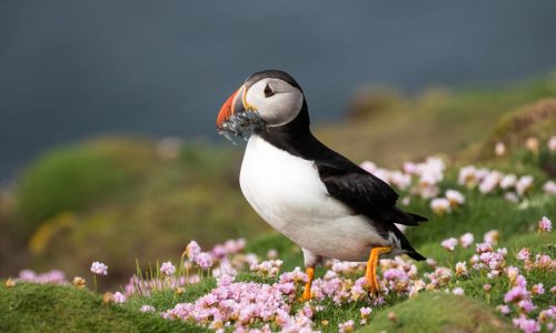 Puffin Facts & Information Guide - Aurora Expeditions™